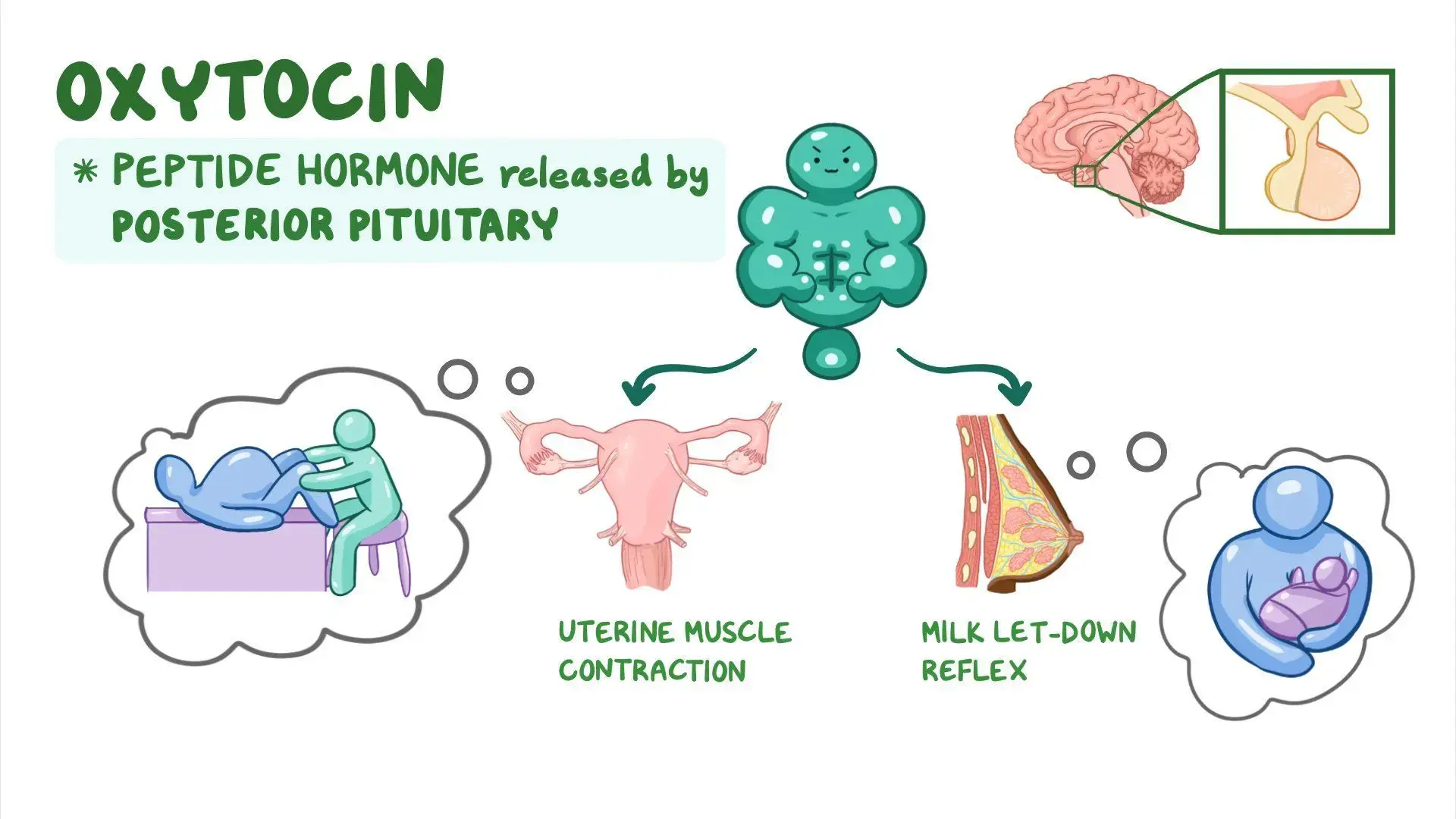 Oxytocin benefits Oxytocin benefits
