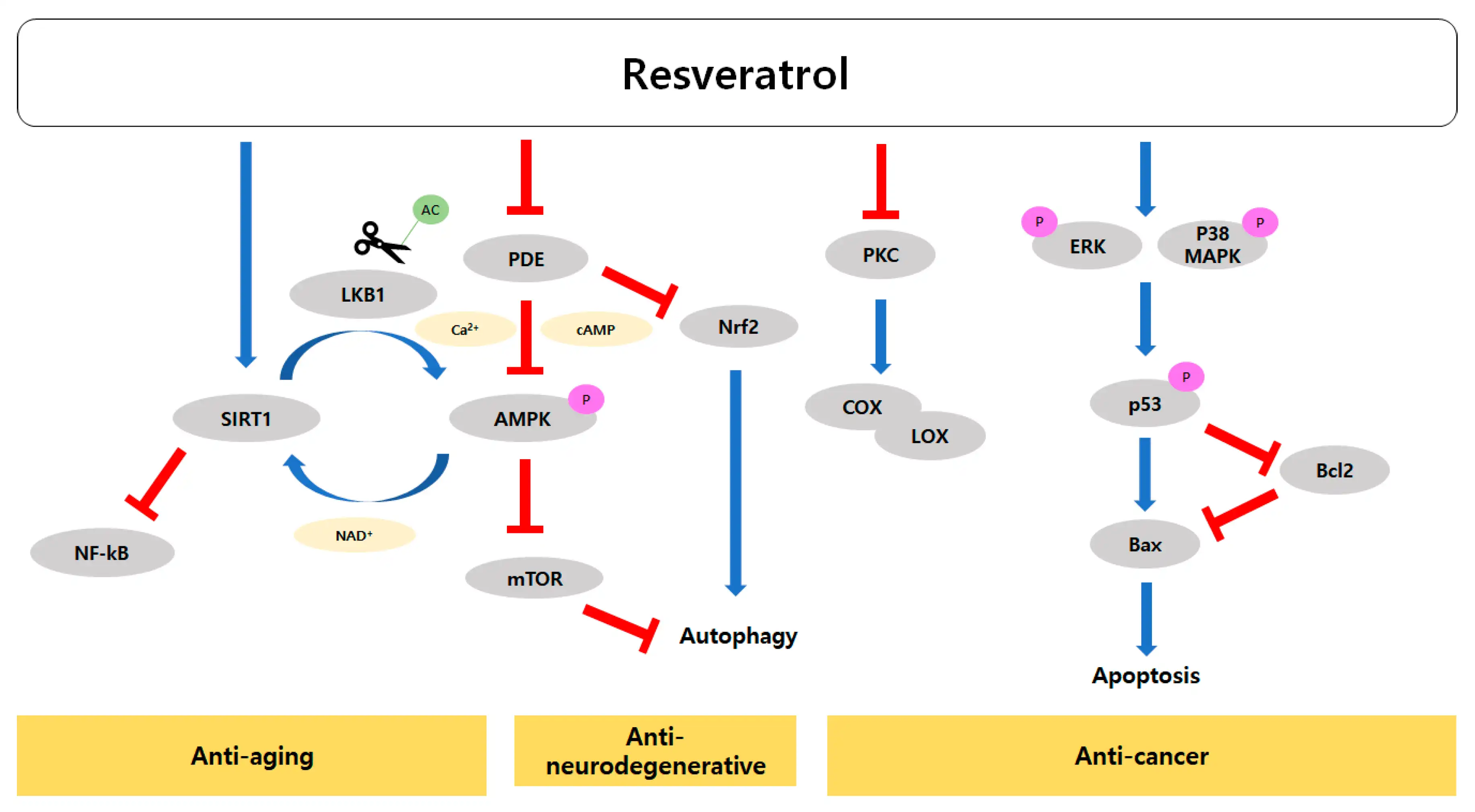 Anti-Aging and Longevity Properties of Resveratrol Anti-Aging and Longevity Properties of Resveratrol