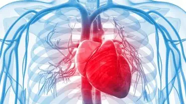 How Genistein Powder Supports Cardiovascular Health? How Genistein Powder Supports Cardiovascular Health?