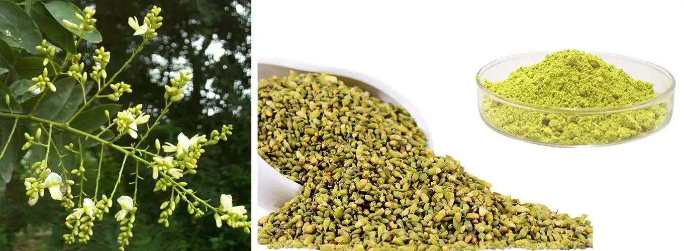 quercetin powder quercetin powder