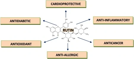 rutin benefits 