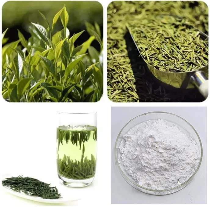Tea extract powder Tea extract powder