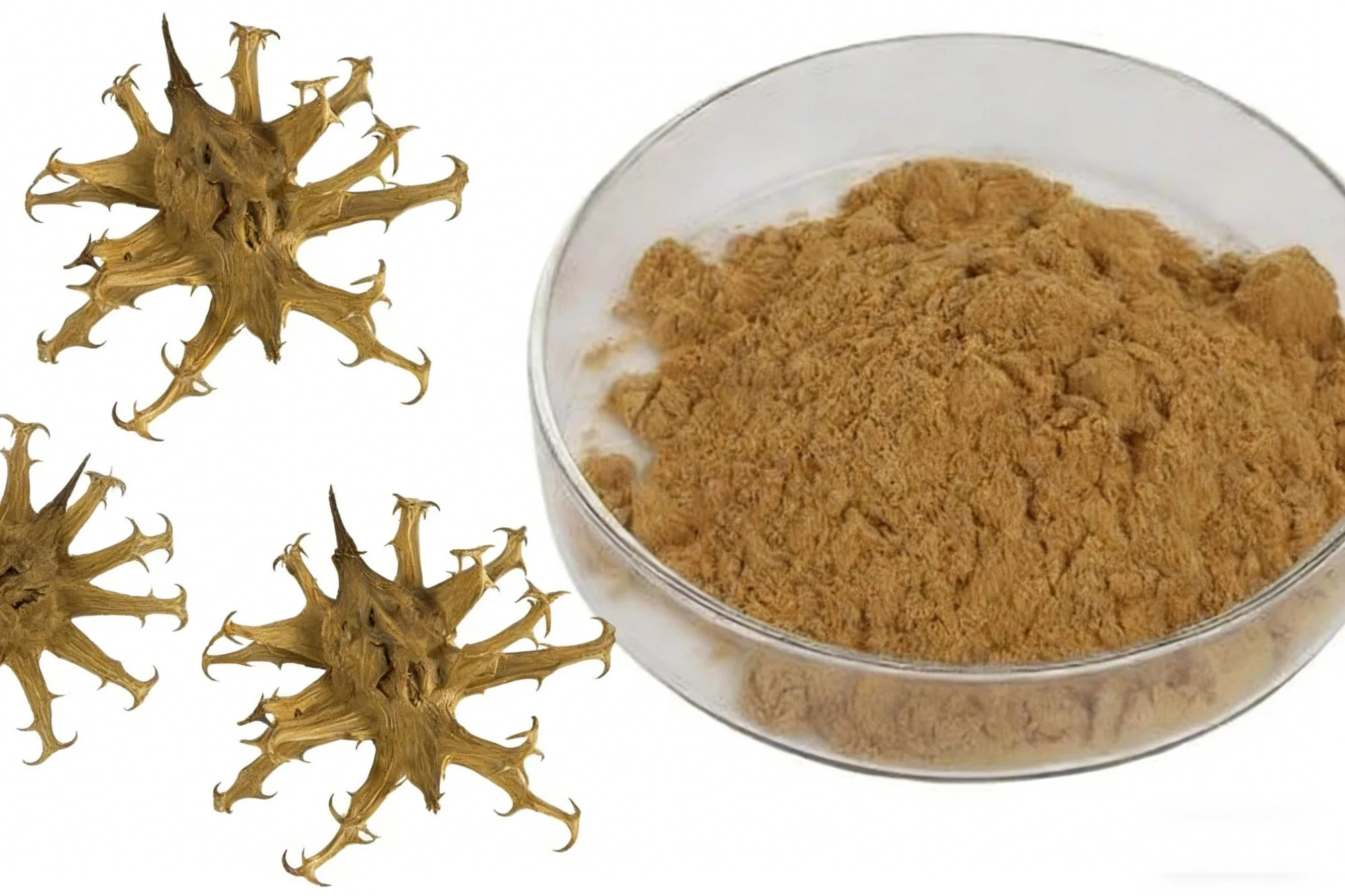 Devil's claw extract powder Devil's claw extract powder
