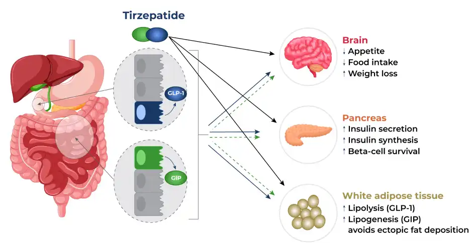 How Tirzepatide Powder Enhances Pancreatic Function How Tirzepatide Powder Enhances Pancreatic Function