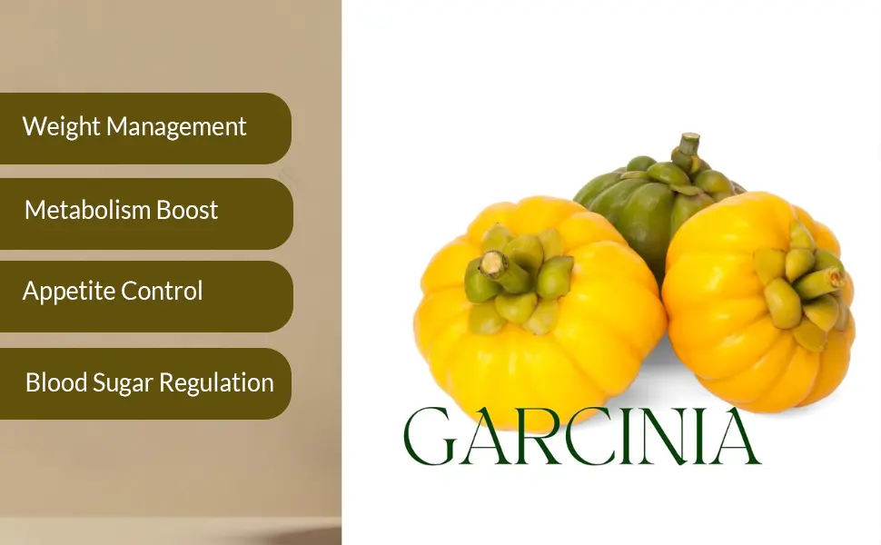 Benefits of Garcinia Cambogia Extract Powder