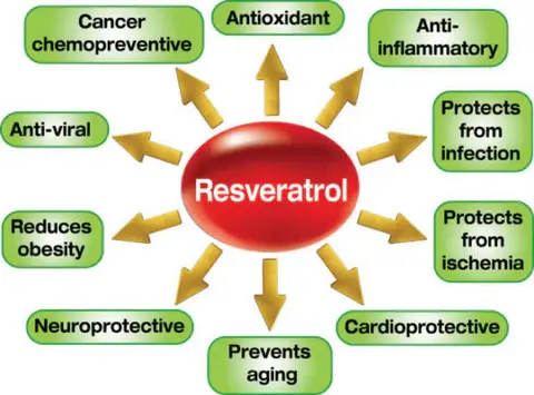liposomal resveratrol liposomal resveratrol