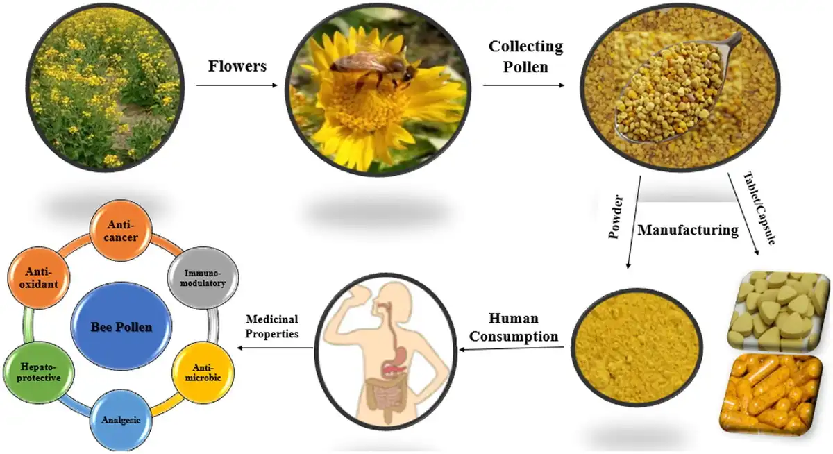Understanding the Stability Profile of Pine Pollen Powder Understanding the Stability Profile of Pine Pollen Powder