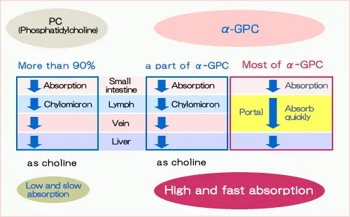 Alpha-GPC, CDP-Choline, and Phosphatidylcholine: Efficacy and Absorption Alpha-GPC, CDP-Choline, and Phosphatidylcholine: Efficacy and Absorption