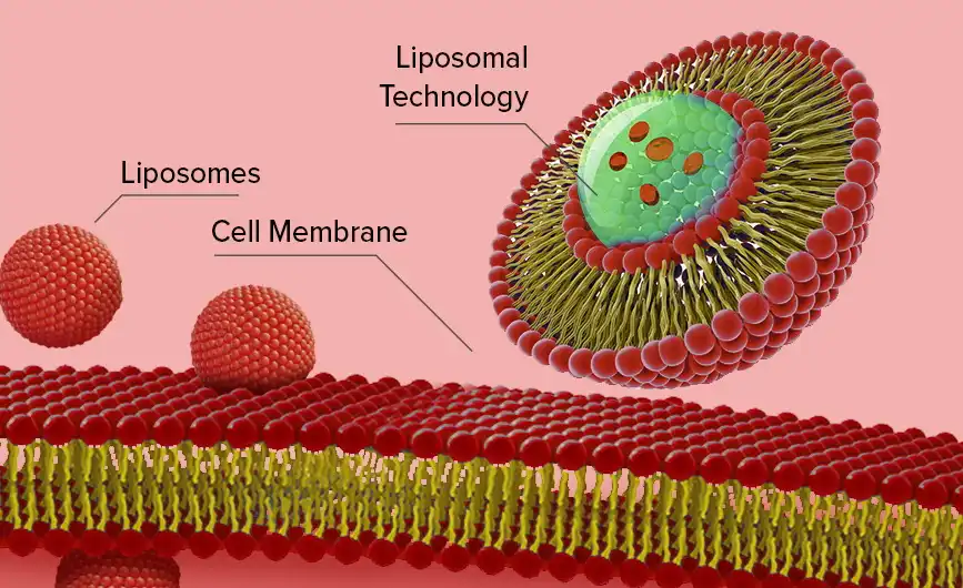 How Liposomal Iron Powder Works How Liposomal Iron Powder Works