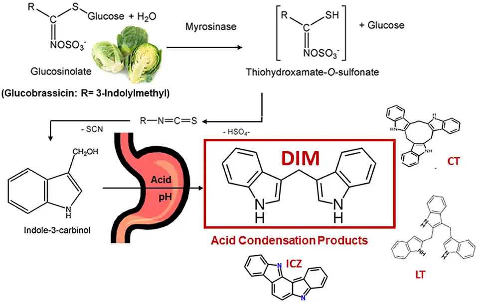 DIM Compared to Indole-3-Carbinol DIM Compared to Indole-3-Carbinol