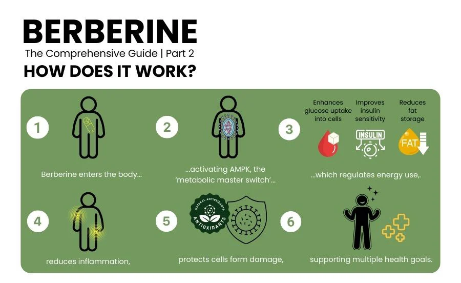 Liposomal Berberine Powder in Heart Health Liposomal Berberine Powder in Heart Health