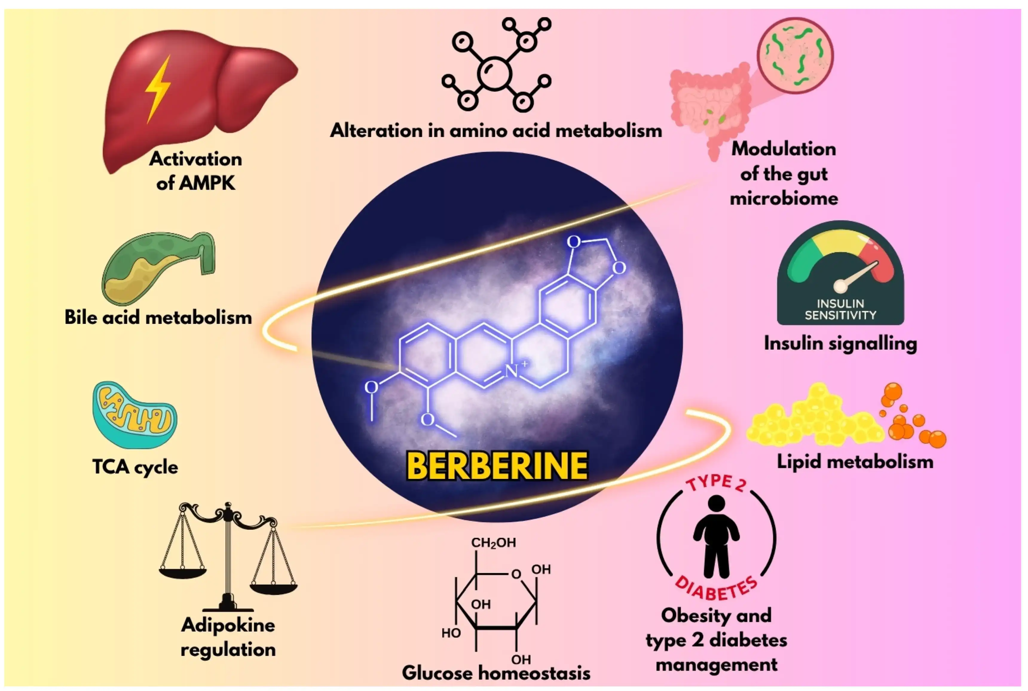 liposomal berberine powder manufacturer/liposomal berberine benefits liposomal berberine powder manufacturer/liposomal berberine benefits