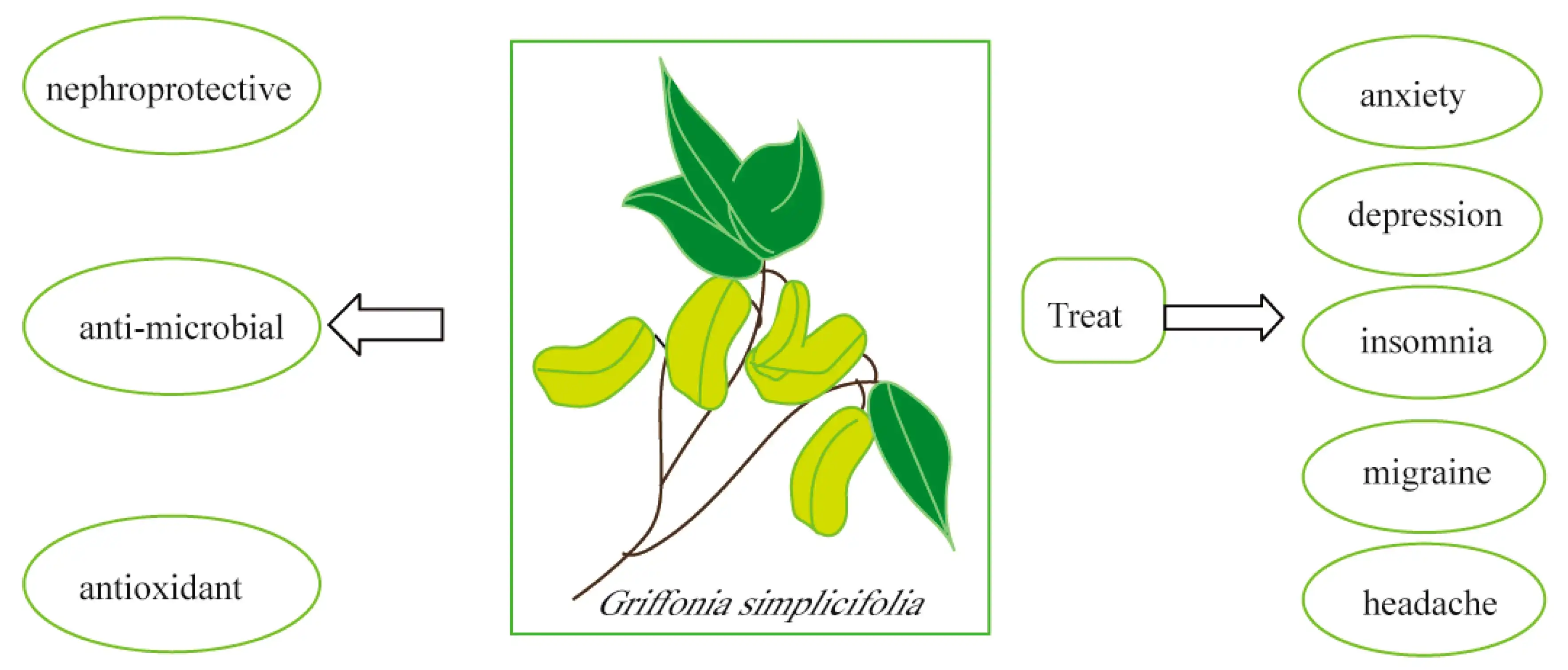 Griffonia simplicifolia seed extract benefits/griffonia simplicifolia powder Griffonia simplicifolia seed extract benefits/griffonia simplicifolia powder