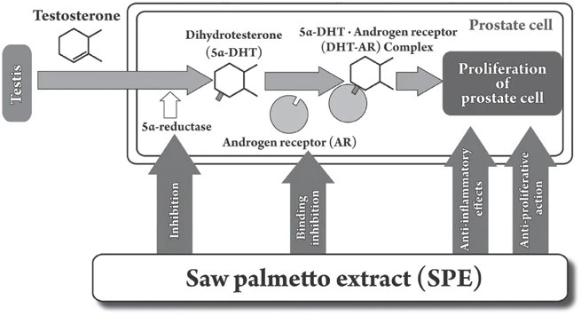 Saw palmetto extract powder benefits Saw palmetto extract powder benefits