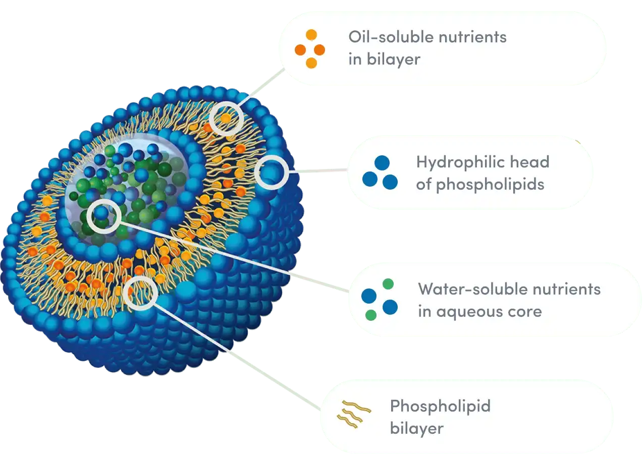 Liposomal advantages Liposomal advantages
