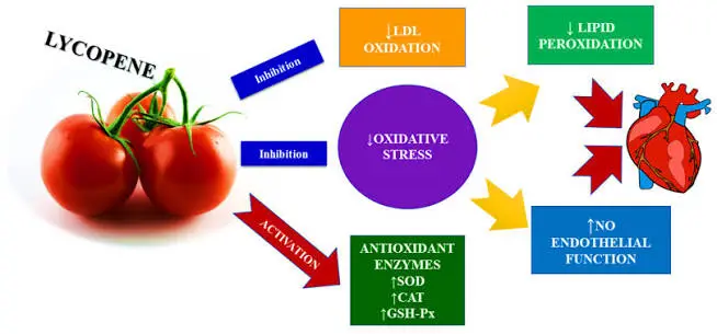 How Lycopene Powder Defends Heart Health? How Lycopene Powder Defends Heart Health?