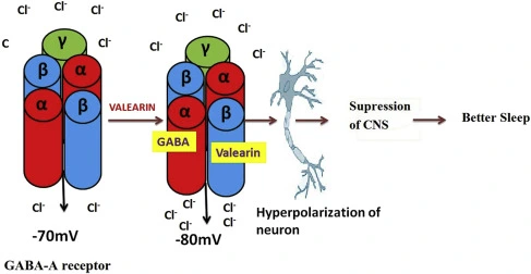 Valerian's GABA and Adenosine Pathways Valerian's GABA and Adenosine Pathways