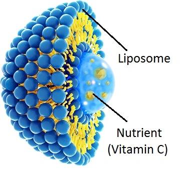 Liposomal vitamin c wholesale Liposomal vitamin c wholesale