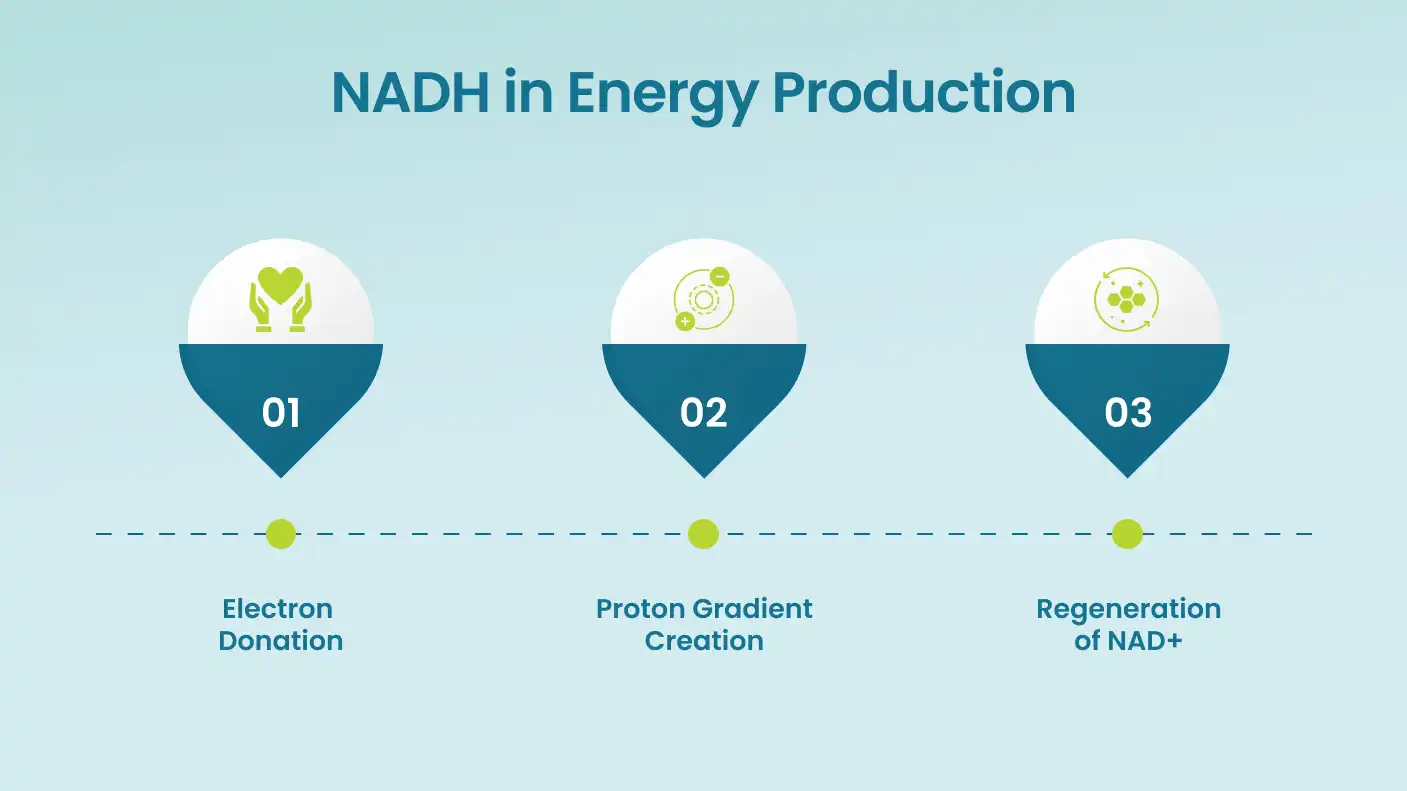 NADH in energy NADH in energy