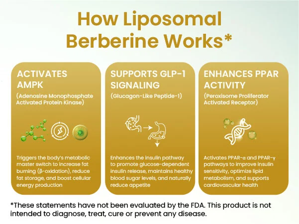 Liposomal berberine hcl benefits Liposomal berberine hcl benefits