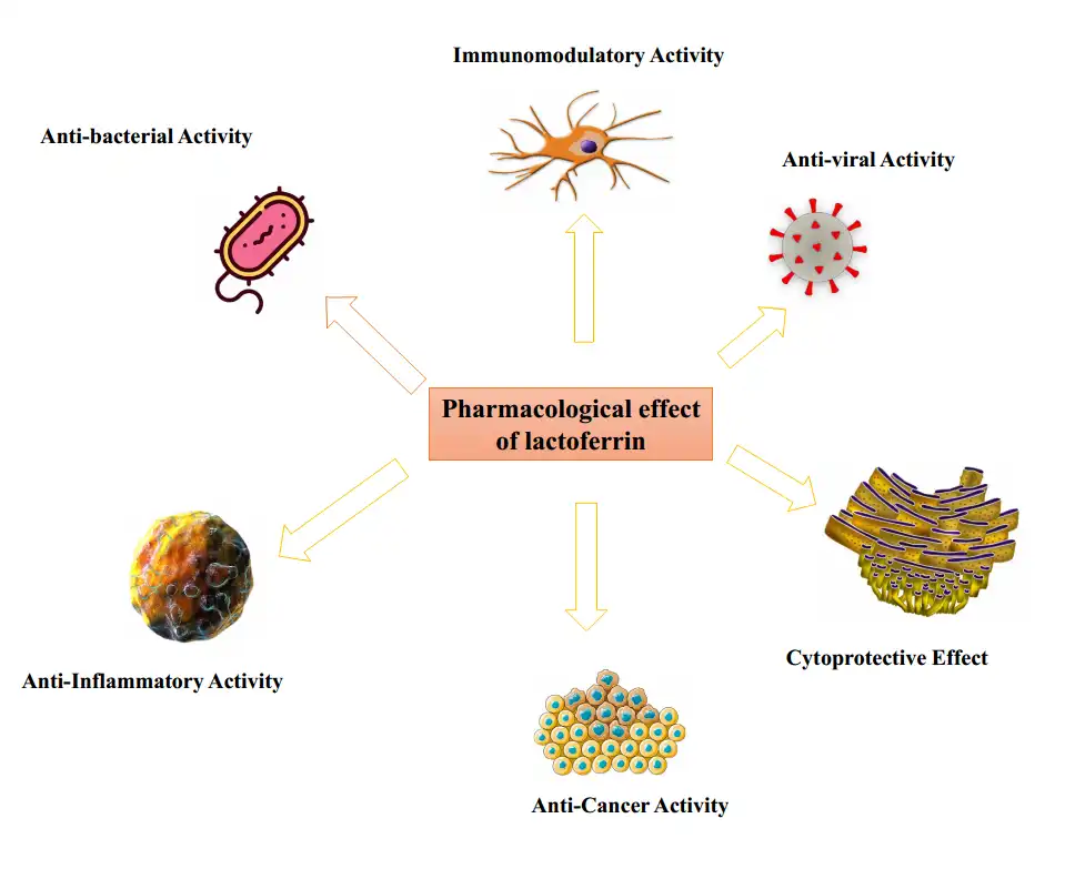 Lactoferrin Powder Benefits Lactoferrin Powder Benefits
