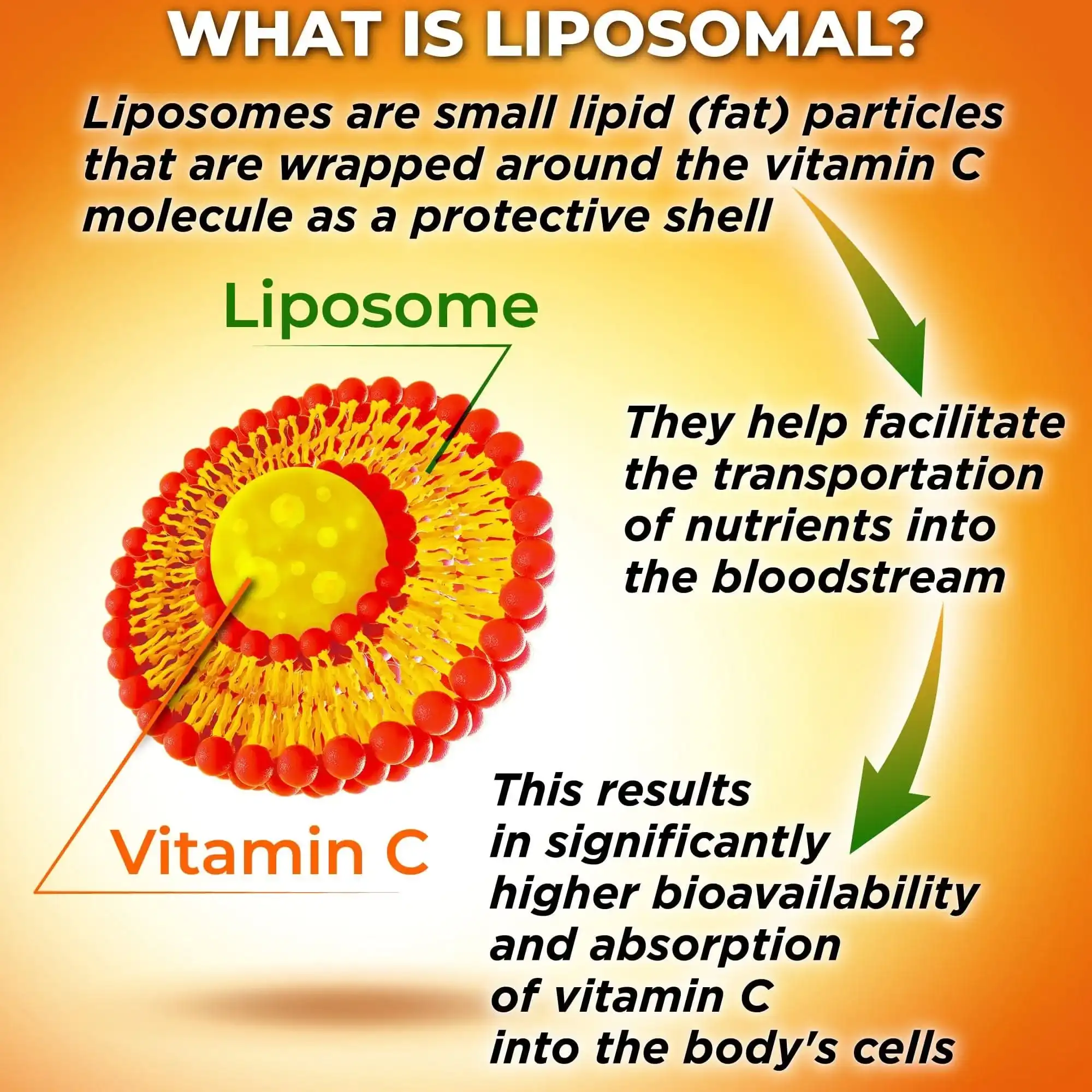 Liposomal Vitamin C Powder/bulk liposomal vitamin c Liposomal Vitamin C Powder/bulk liposomal vitamin c