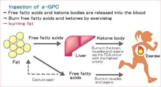 Alpha GPC for sports Alpha GPC for sports