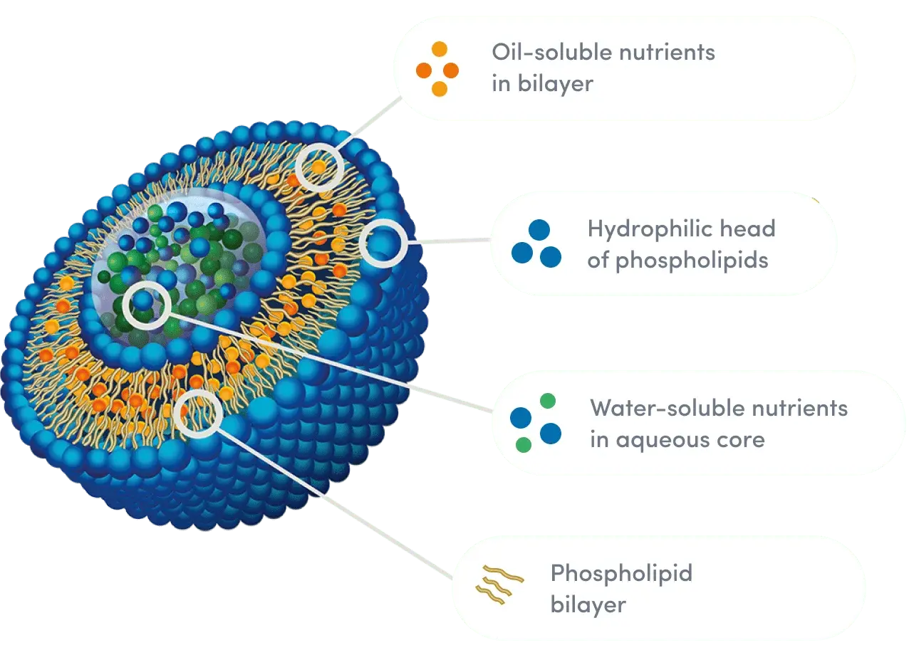 Liposomal vitamin B9 powder Liposomal vitamin B9 powder
