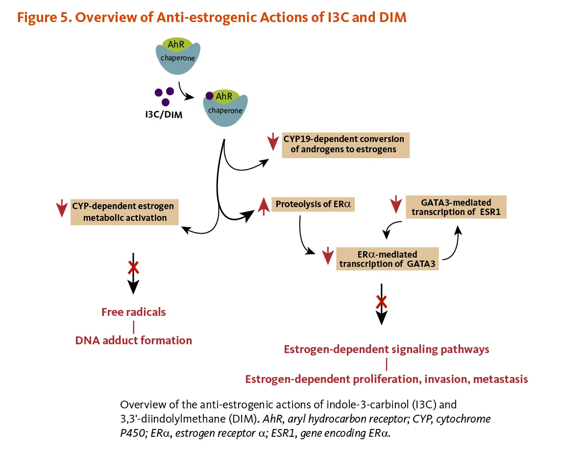 Indole-3-Carbinol to Hepatic Support Indole-3-Carbinol to Hepatic Support