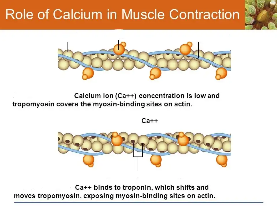 The Role of Calcium in Muscle Contraction and Function The Role of Calcium in Muscle Contraction and Function