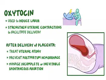 What Are the Main Uses of Oxytocin Powder in Pharmaceutical Production?