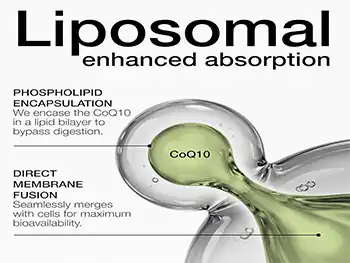 How Does Liposomal Coenzyme Q10 Powder Improve Bioavailability?
