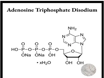 Boost Cellular Energy and Skin Vitality with High-Purity Adenosine Powder