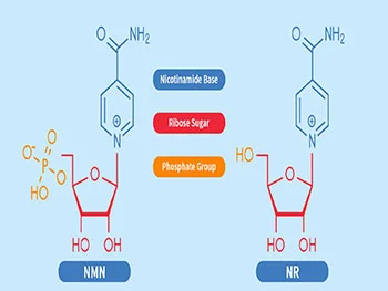How to Compare Liposomal NMN Powder vs Liposomal NR Powder?