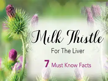 Top 5 Reasons Buyers Prefer Milk Thistle Extract Powder