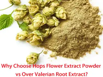 Why Choose Hops Flower Extract Powder Over Valerian Root Extract?