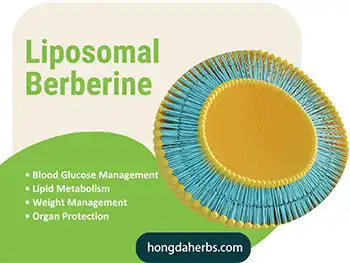 Can Liposomal Berberine Powder Enhance Digestive Wellness?