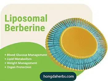 What Are the Best Uses for Liposomal Berberine Powder Today?